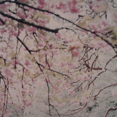 Sakura, 2003, Cm 120×170 N